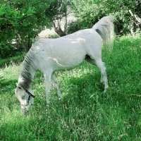 مادیان با کره