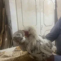خروس و‌مرغ نژاد سلطان