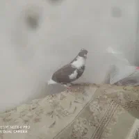 کبوتر سرخ