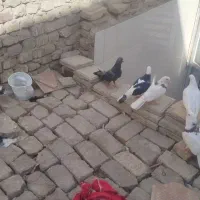 کفتر|پرنده|حمیدیا, |دیوار
