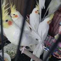 عروس هلندی