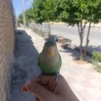 کوتوله طوطی برزیلی رام