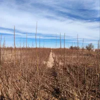 نهال گردو تخم مرغی و نهالهای دیگر