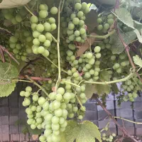 غوره