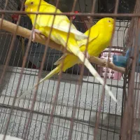 مرغ عشق