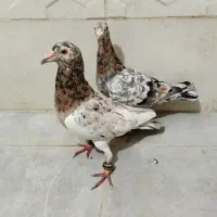 جفت سار خطی