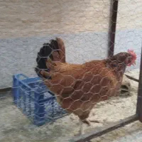 مرغ تخم گذار