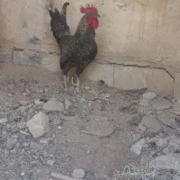 خروس|حیوانات مزرعه|برخوار, |دیوار