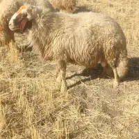 ورن باب داشت درجه یک