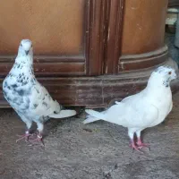 کبوتر