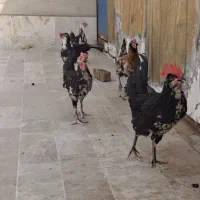 خروس گلین