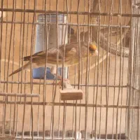 جوجه . سهره. نر