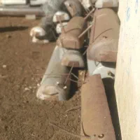 تعداد24 جوخوری برای دام سبک(گوسفند)
