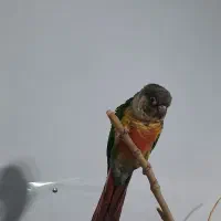 گرینچیک|پرنده|کرج, اصفهانیها|دیوار