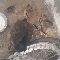 جوجه مرغ با مرغ خودشون