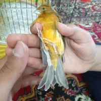 سهره قناری