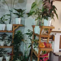 گل طبیعی هیدورپونیک