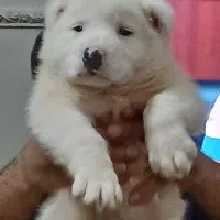 توله الابای نر روس