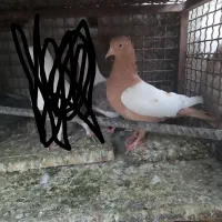تعداد کبوتر جوانه و جوجه کشی