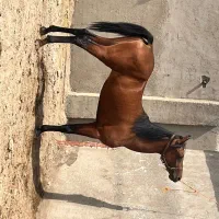 کره نریان کره سیروان لارتی سرودم گیر بسیار زیبا