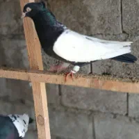 فروش کبوتر سینه سیاه