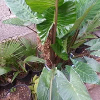 بابا ادم بچه یا پاجوش