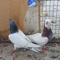 کبوتر طوقی