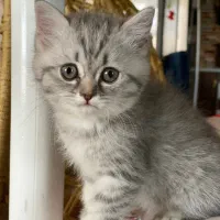 گربه ی بریتیش