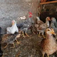 مرغ و جوجه