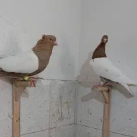 سینه زرد کاکلی ماده گراف سبز پلاکی