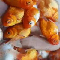 انواع ماهی گلدفیش