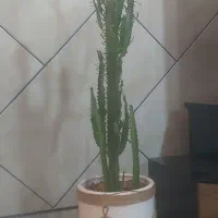 گل و گلدون