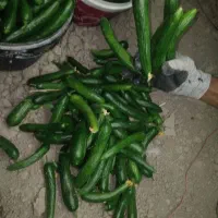 خیار زمینی