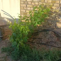 کابل آلومینیوم ۴ در ۱۰