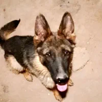 سگ ژرمن شناسنه دار