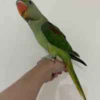 شاه طوطی گمشده