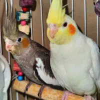 عروس هلندی سینامون لوتینو چشم شرابی