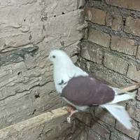 کبوتر هما|پرنده|شهر ری, شهرک نظامی|دیوار