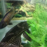 لجن خوار 20 سانتی