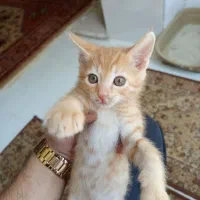 واگذاری گربه رایگان