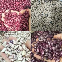 خریدار حبوبات مستقیم از کشاورز