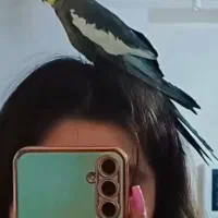 یک عروس هلندی گم شده