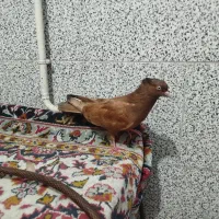 کبوتر ماده زرد