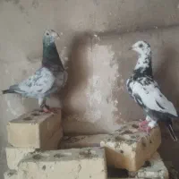 سرور سوسکی. نر ماده