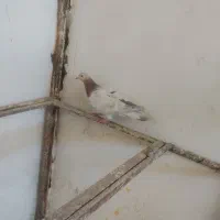 هفترنگ
