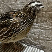 بلدرچین نر و ماده