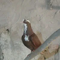 کبوتر قرمزی مایا