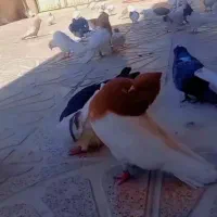 نر کله زرد روک روکو