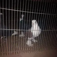 کبوتر