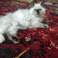 فروش ویژه فوری